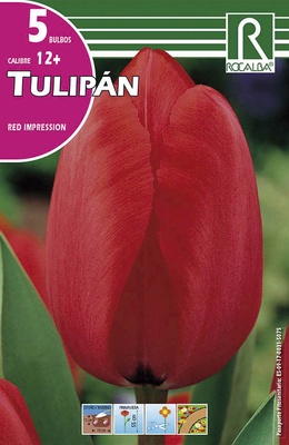 Bulbos Tulipanes Variedad Red Impression -rojo